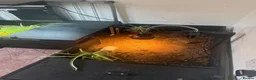 Tortoise reptiles for sale: Tortoise for sale  - Advert 6