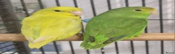 Parrots birds for sale: Parrots/ Parakeets Available  - Advert 30