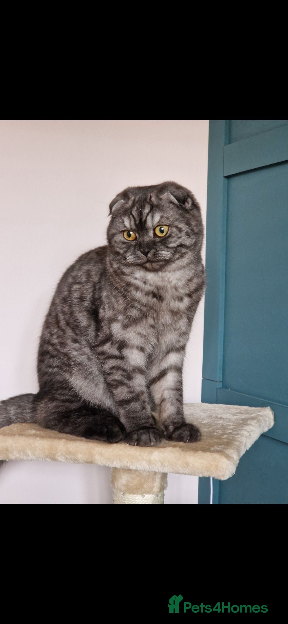 Scottish Fold cats 2 year old Scottish fold black smoke cat for sale - Advert 1