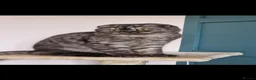 Scottish Fold cats for sale: 2 year old Scottish fold black smoke cat for sale - Advert 1