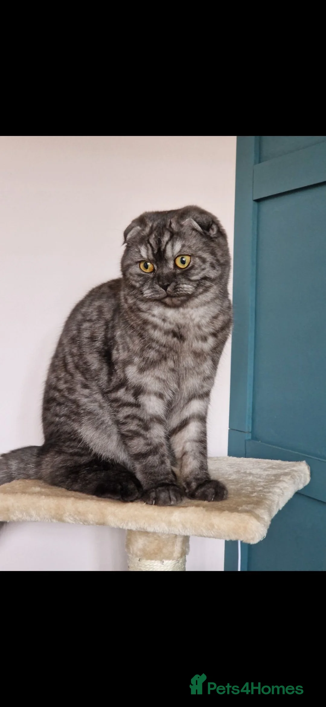 Scottish Fold cats for sale: 2 year old Scottish fold black smoke cat for sale - Advert 1