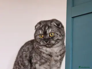 Scottish Fold cats 2 year old Scottish fold black smoke cat for sale - Advert 3