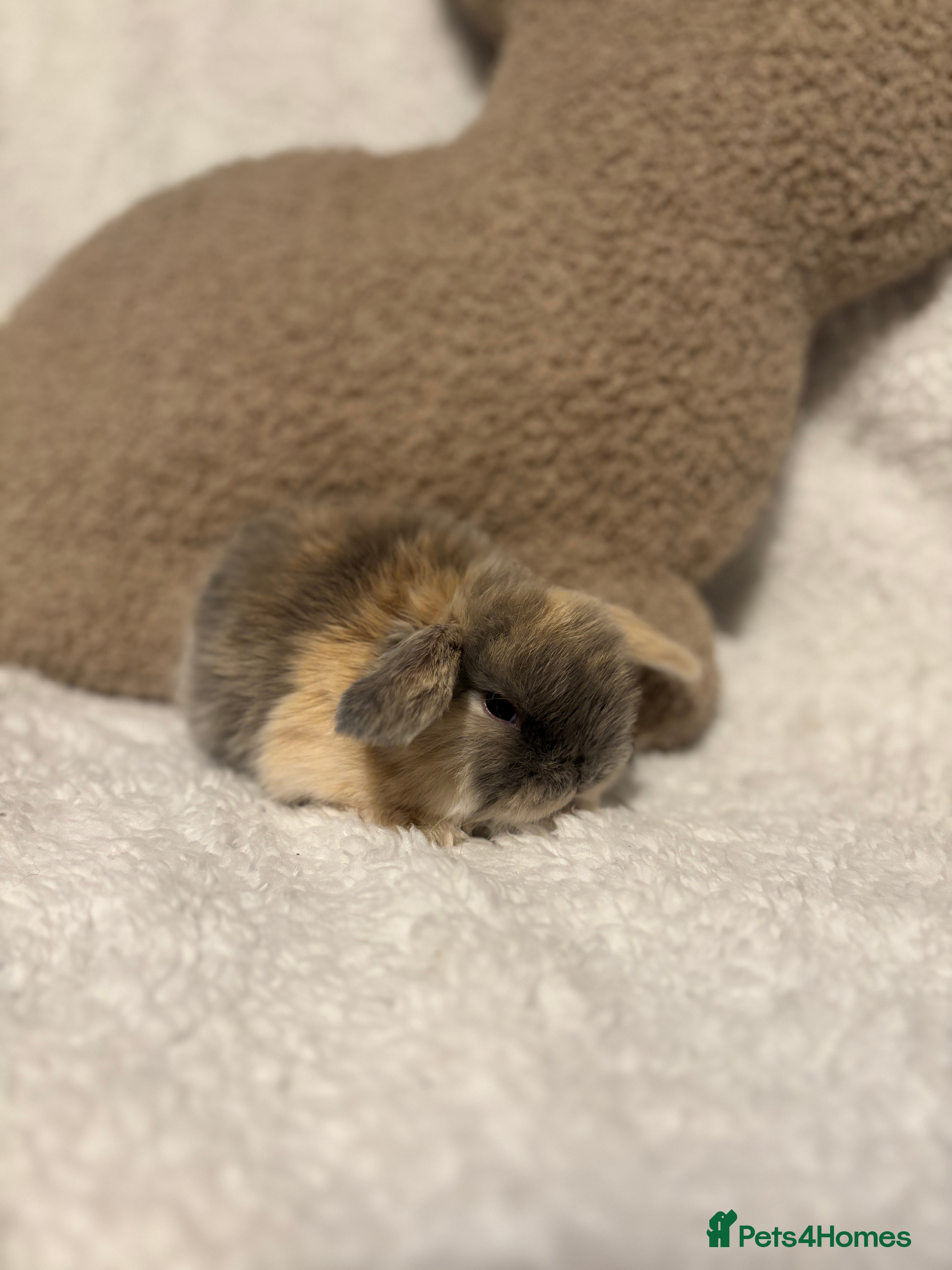 Mini Lop rabbits Mini lops 🐰 ready to reserve ✨  - Advert 2