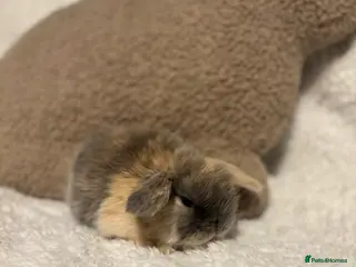 Mini Lop rabbits Mini lops 🐰 ready to reserve ✨ - Advert 2