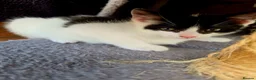 Mixed Breed cats for sale: A girl and a boy are looking new loving homes🥰🫢 - Advert 4