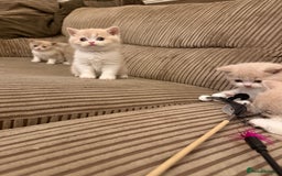 British Shorthair cats for sale: Stunning litter of kittens  - Advert 7