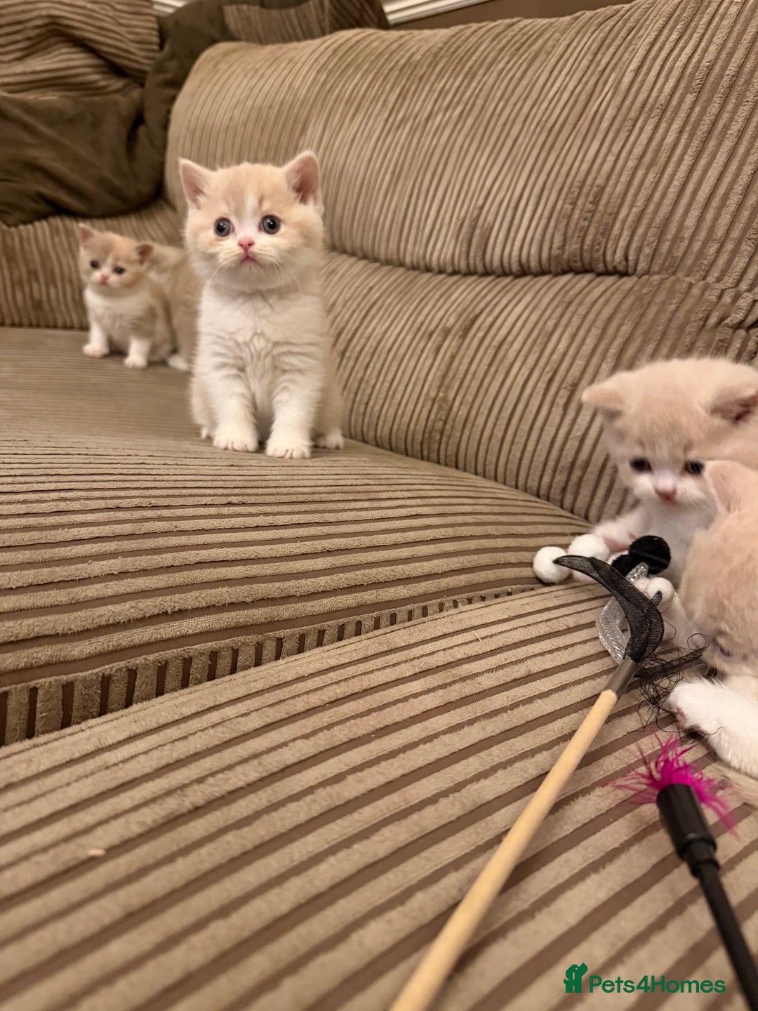 British Shorthair cats for sale: Stunning litter of kittens  - Advert 7