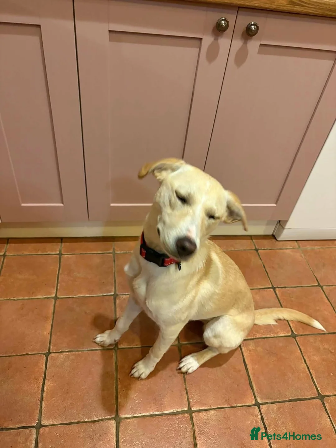 Mixed Breed dogs for adoption: Talia - Hempnall Norfolk  in Norwich - Advert 2