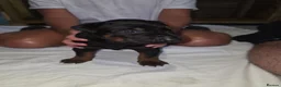 Chinese Red Dog dogs for sale: Stunning Chinese Red Dog Puppies. in Manchester - Advert 20