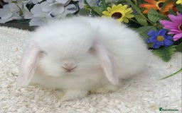 Mini Lop rabbits for sale: Mini lop buck - Image 5