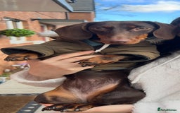 Miniature Dachshund dogs for sale: Loved Dachshund sadly ready for new chapter - Image 3