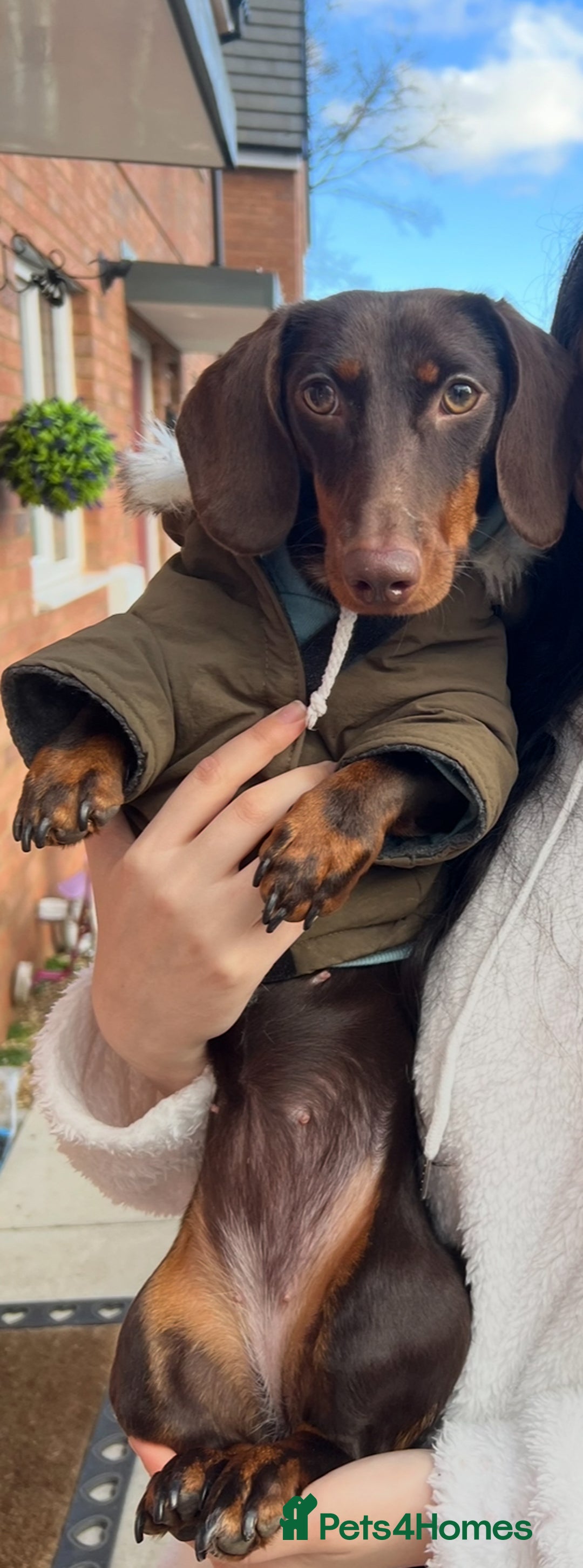 Miniature Dachshund dogs for sale: Loved Dachshund sadly ready for new chapter - Image 3