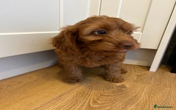 Cockapoo dogs for sale: Beautiful miniature Teddybear Cockapoo  puppies  - Image 30