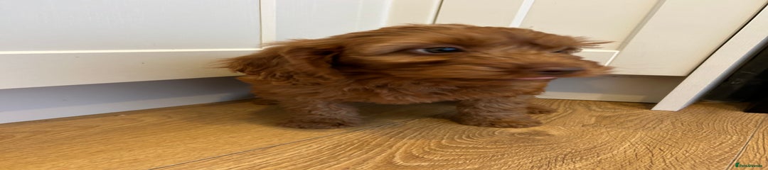 Cockapoo Puppy 5