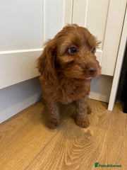 Cockapoo Puppy 5