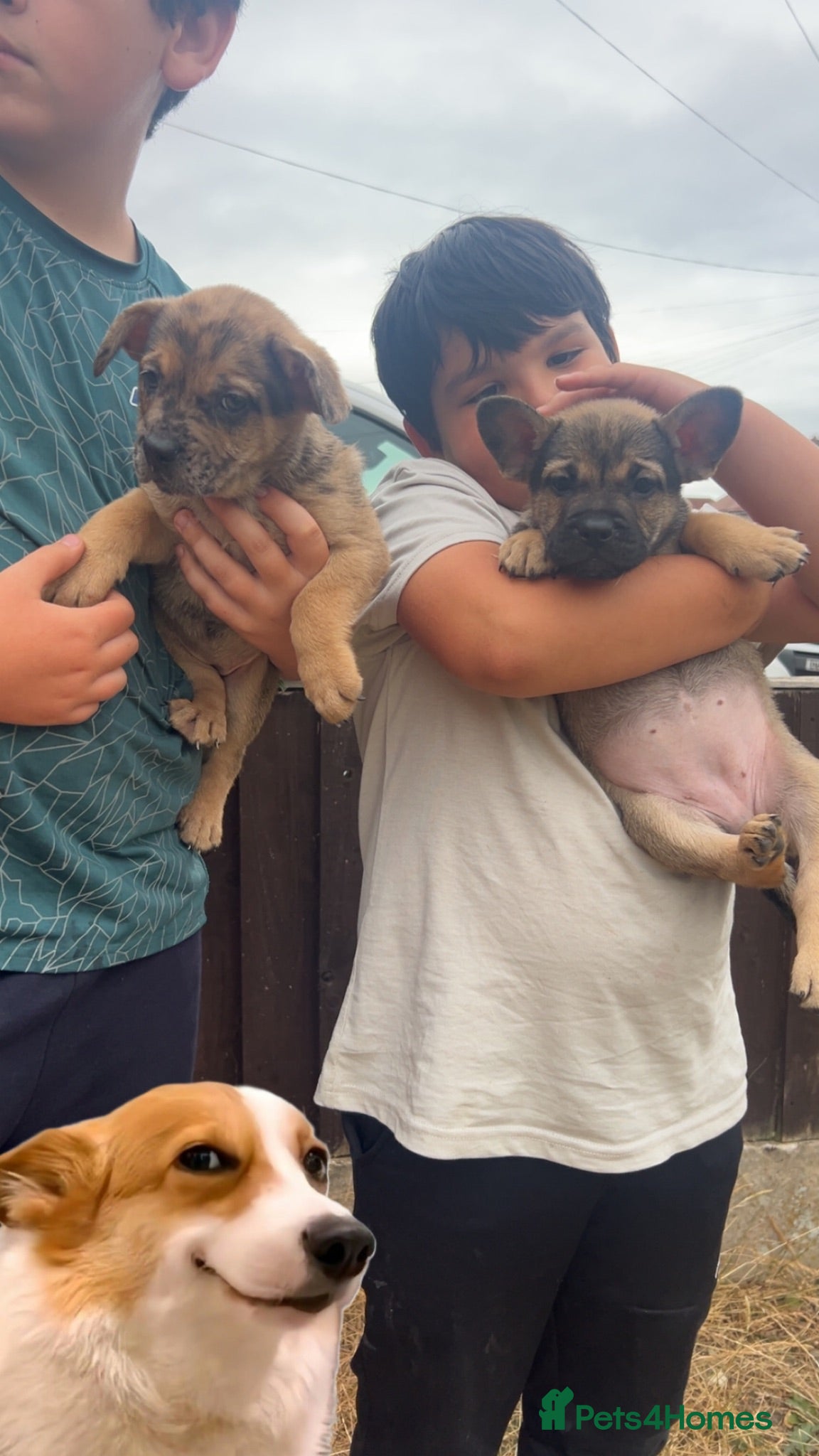 Mixed Breed dogs ❤️German bulls/French shepherd❤️ - Advert 2