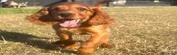 Mixed Breed dogs for sale: Ready now  ☘️ Golden Irish puppies available  ☘️ - Advert 11