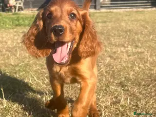 Mixed Breed dogs Ready now ☘️ Golden Irish puppies available ☘️ - Advert 6
