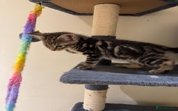 Maine Coon cats for sale: 🐾 Ragdoll × Maine Coon Kittens 🐾 - Image 14