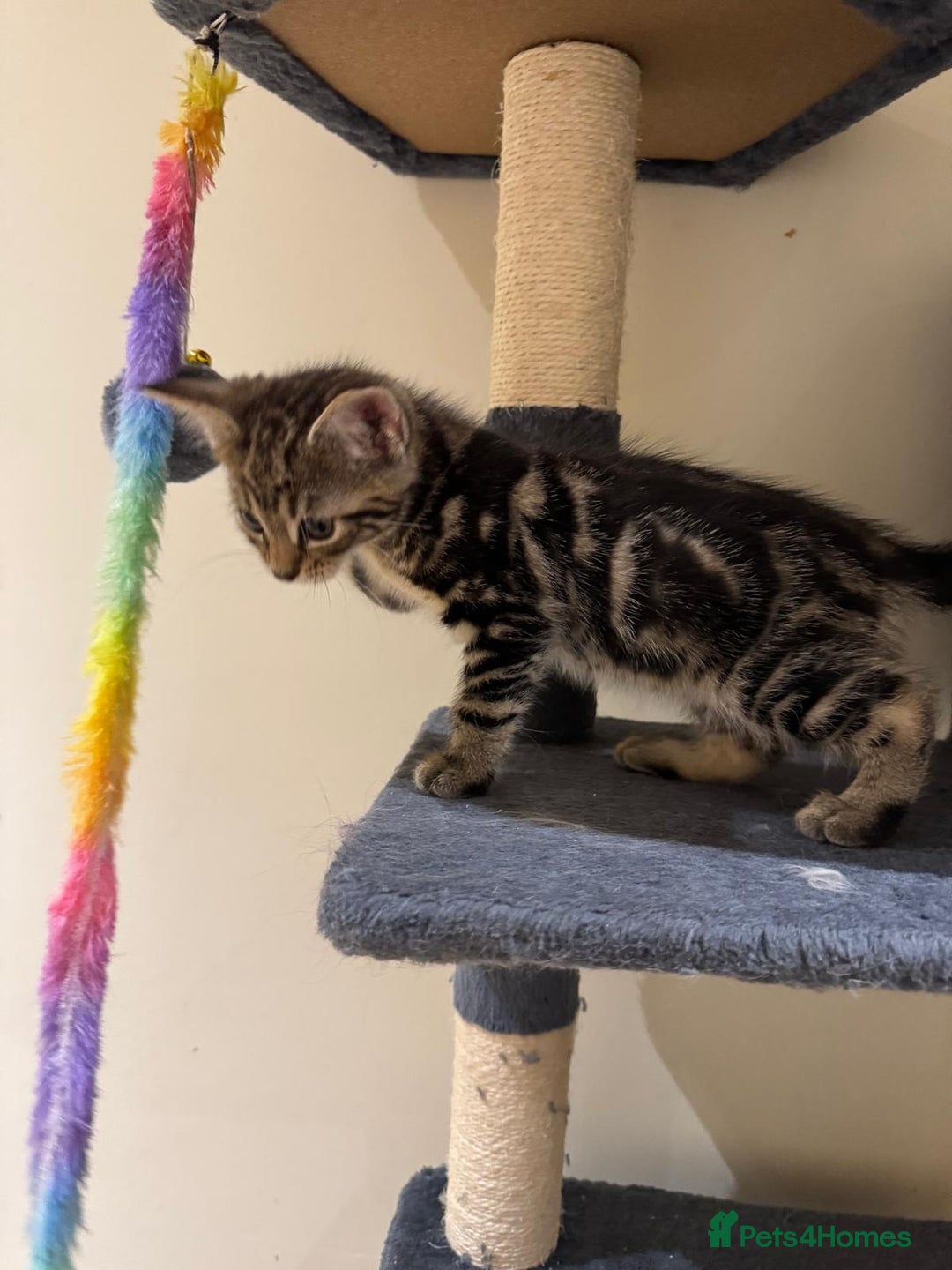 Maine Coon cats for sale: 🐾 Ragdoll × Maine Coon Kittens 🐾 - Image 14