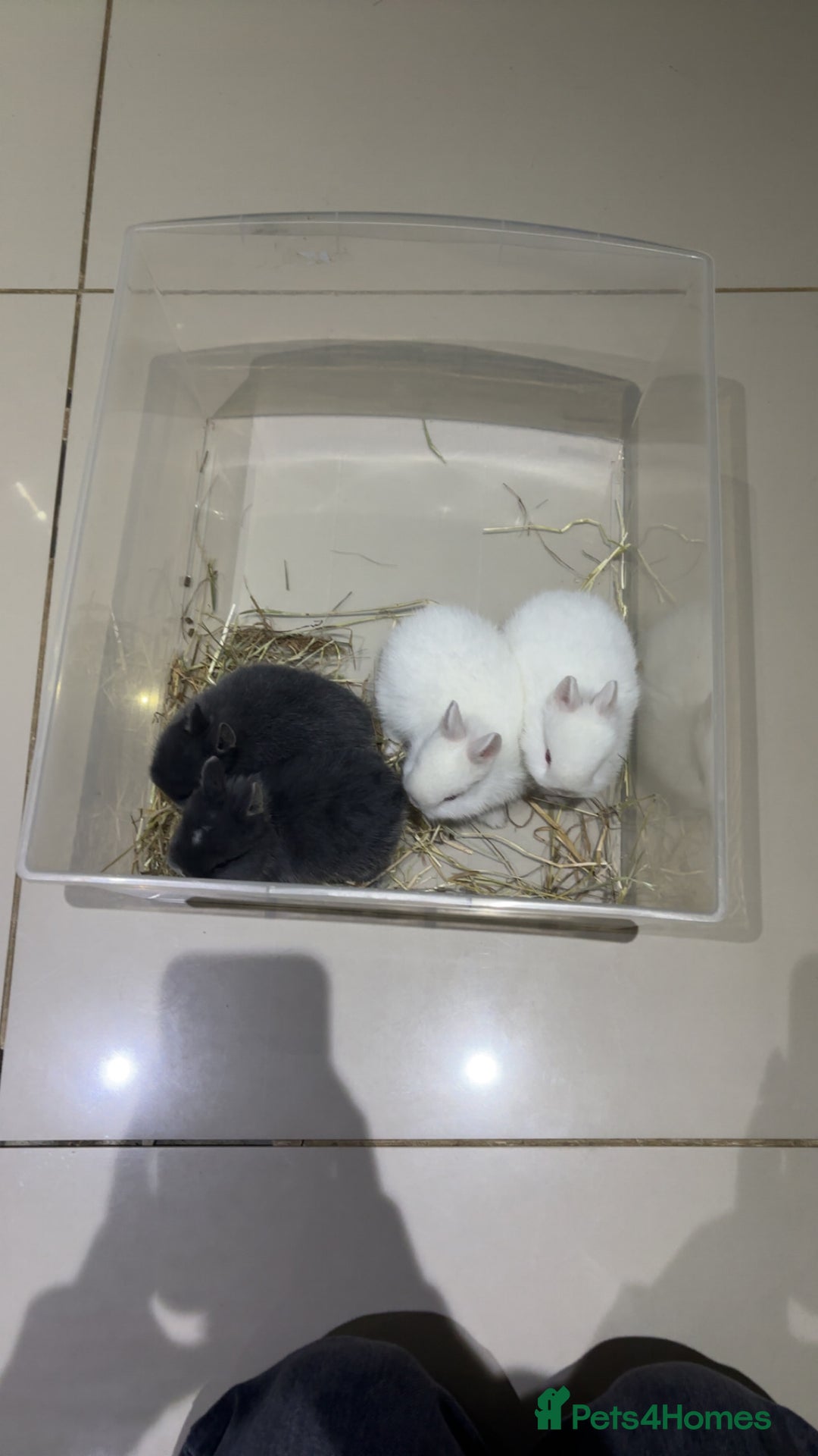 Netherland Dwarf rabbits for sale: Netherland Dwarf Bunnies  - Advert 1