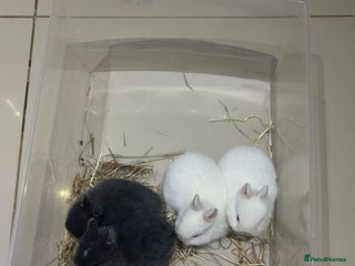 Netherland Dwarf rabbits Netherland Dwarf Bunnies - Advert 3