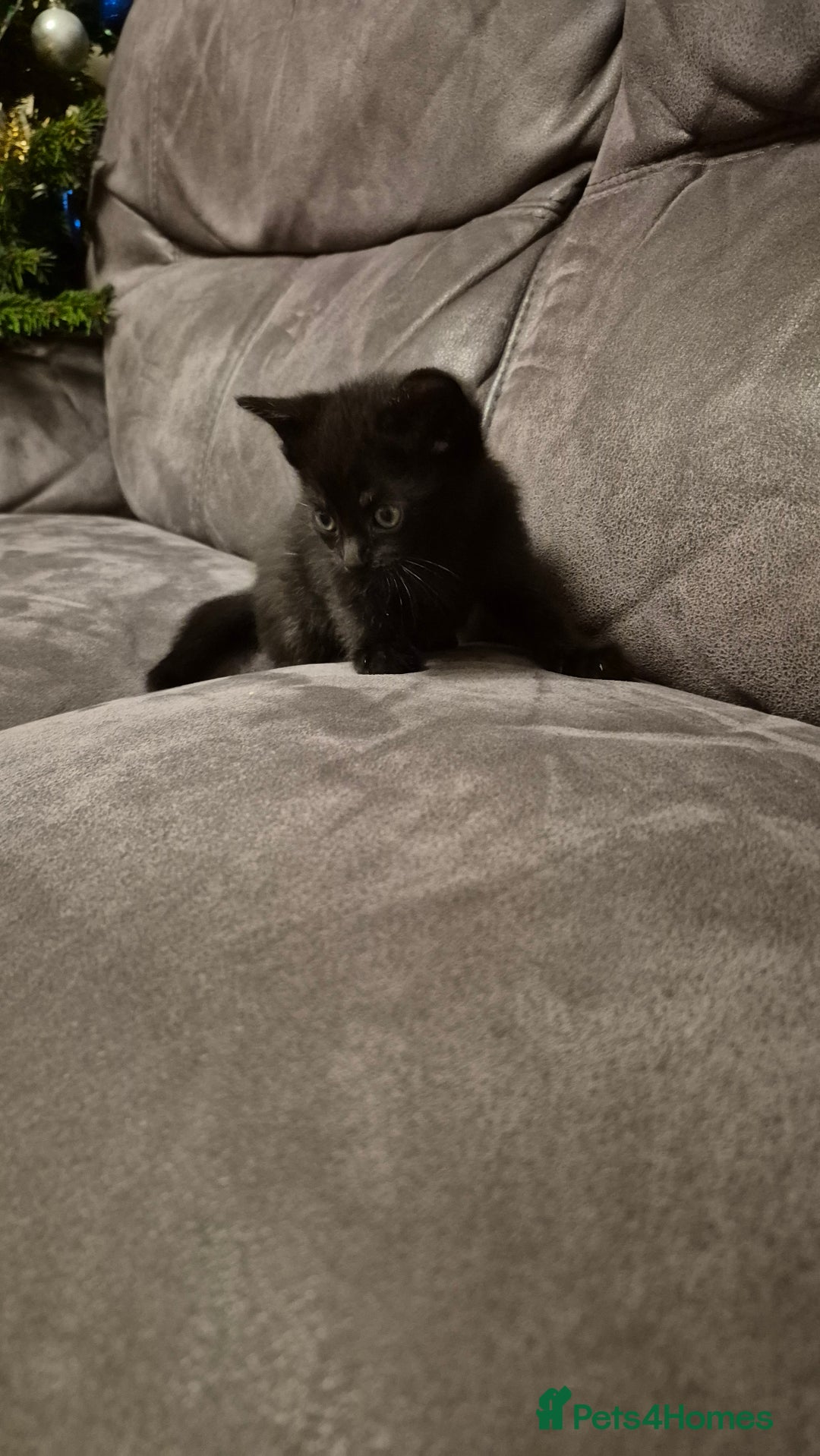 Mixed Breed cats for sale: Kittens  - Advert 8