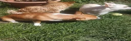 Chihuahua dogs for sale: Peanut and Lil Bear  - Advert 10