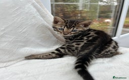 Bengal cats for sale: ❤️ GORGEOUS PURE BENGAL KITTENS ❤️ - Advert 22