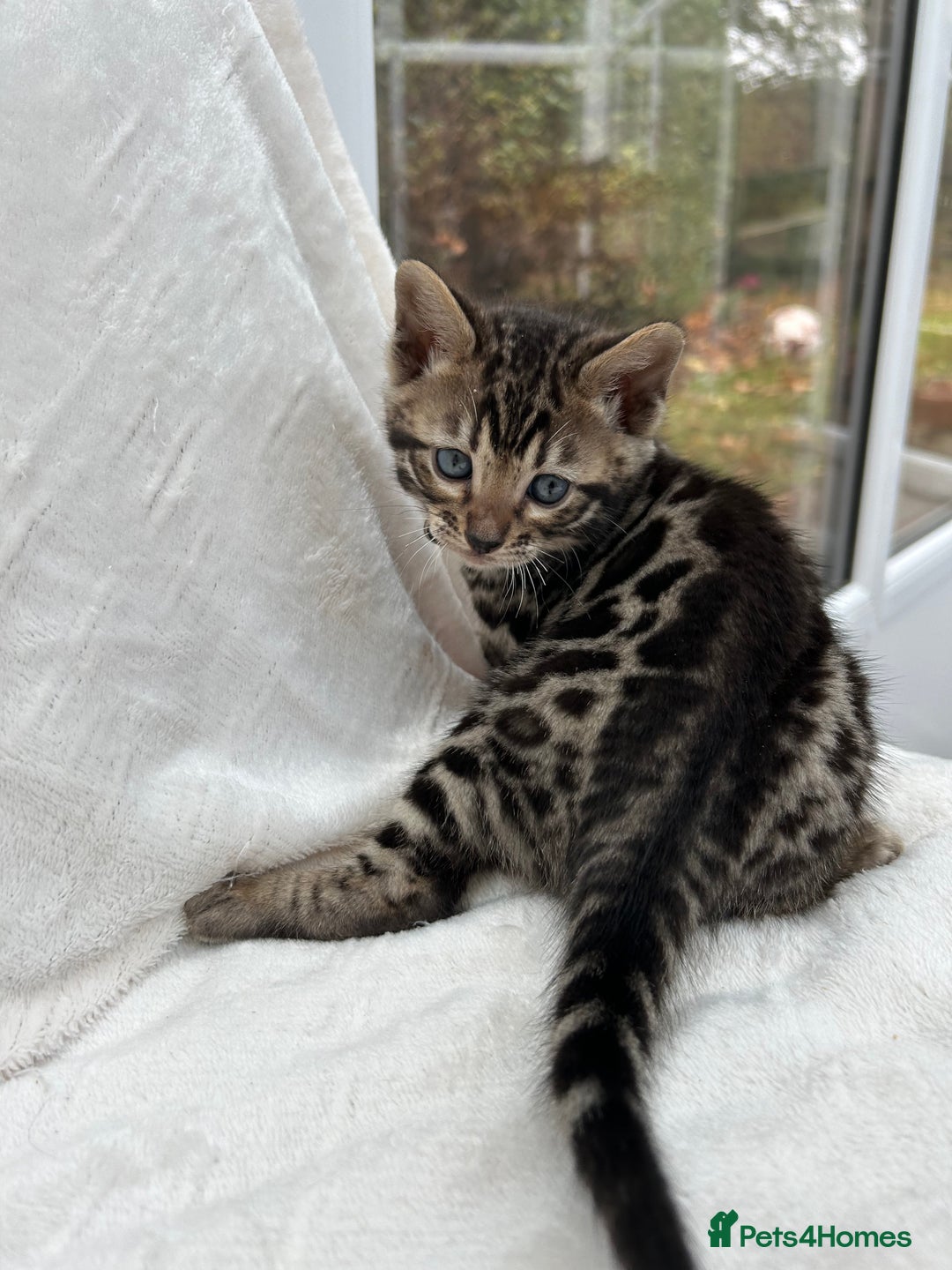Bengal cats for sale: ❤️ GORGEOUS PURE BENGAL KITTENS ❤️ - Advert 22