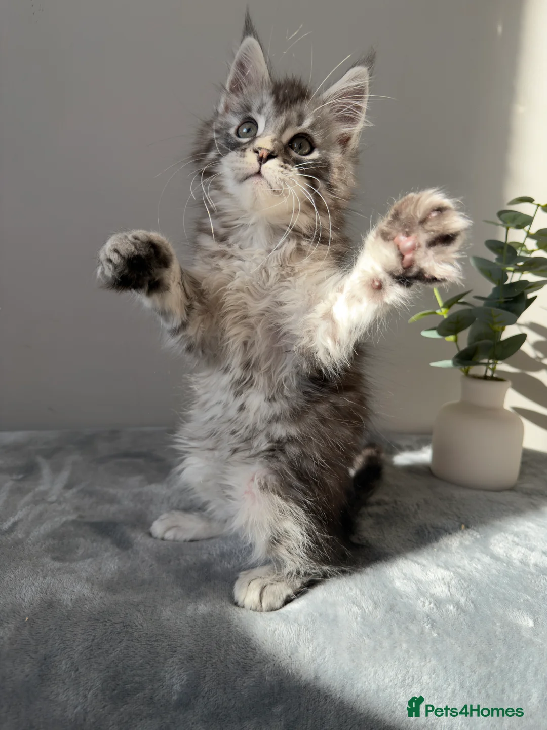 Maine Coon cats for sale: ⭐️ Outstanding TICA Maine Coons ⭐️ - Russian Lines in Halifax - Advert 11