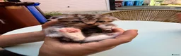 Scottish Fold cats for sale: 🐾 Beautiful Scottish Fold Kittens 3 Boys & 1 Girl - Advert 4