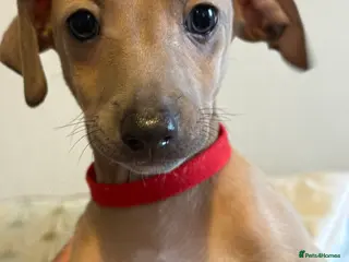 Italian Greyhound dogs KC registered Perfect Italian greyhound puppies - Advert 4