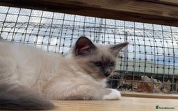 Birman cats for sale: Registered Rare Birman Kittens! - Image 2