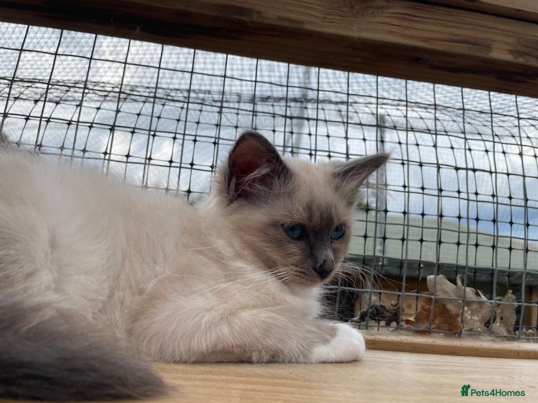 Birman cats for sale: Registered Rare Birman Kittens! - Image 2
