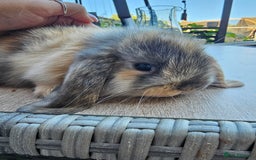 Mini Lop rabbits for sale: Mini lops for sale pure  - Image 6
