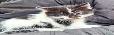 Mixed Breed Kitten 5