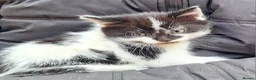 Mixed Breed cats for sale: Adorable kittens with stunning markings  - Advert 5