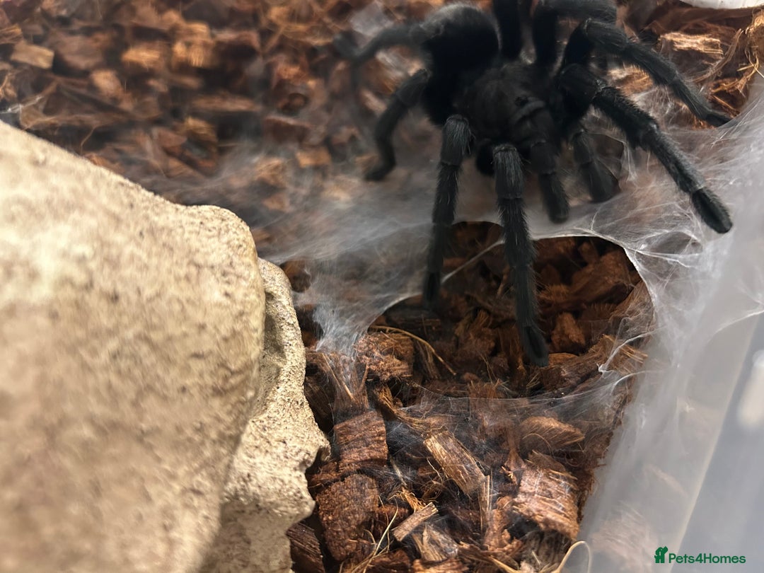 Tarantulas invertebrates for sale: MM Grammostola Pulchra - Advert 5