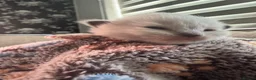 Ragdoll cats for sale: 🤍Pure Breed Ragdolls-last bicolour boy left 🤍 - Advert 25