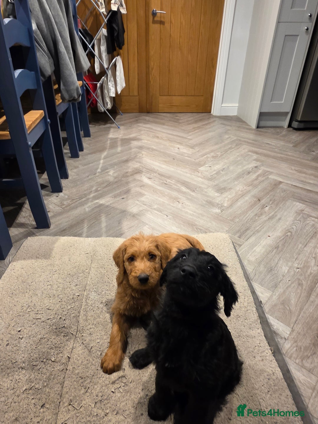 Labradoodle dogs for sale: F1 labradoodles - Image 6
