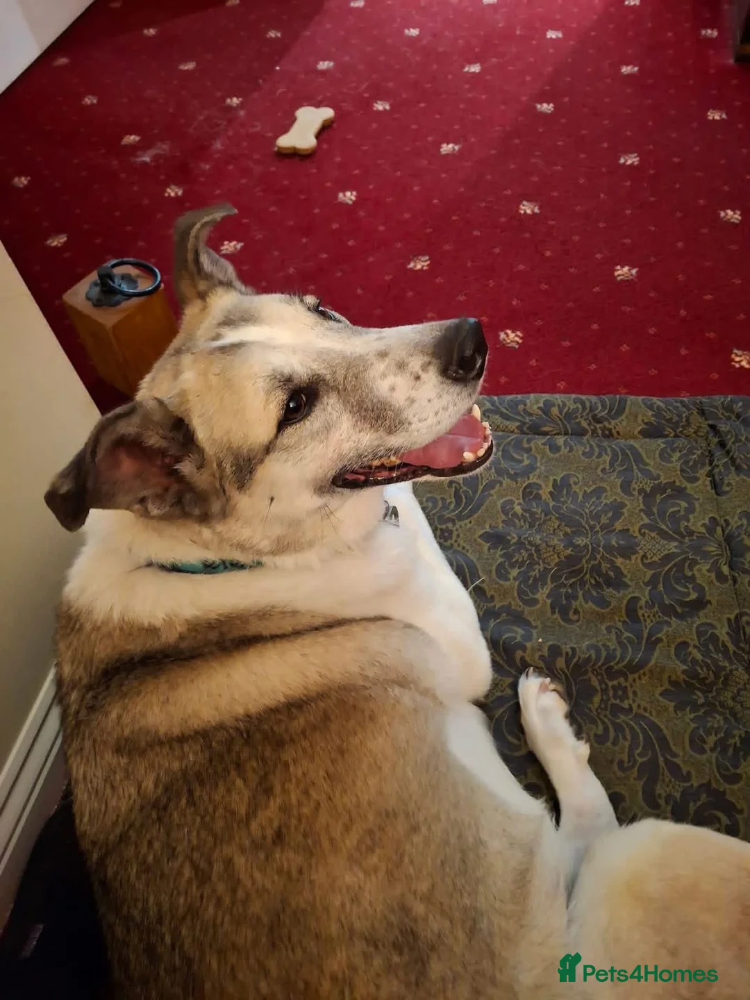Mixed Breed dogs for adoption: Peach - Taverham Norfolk  in Norwich - Advert 15
