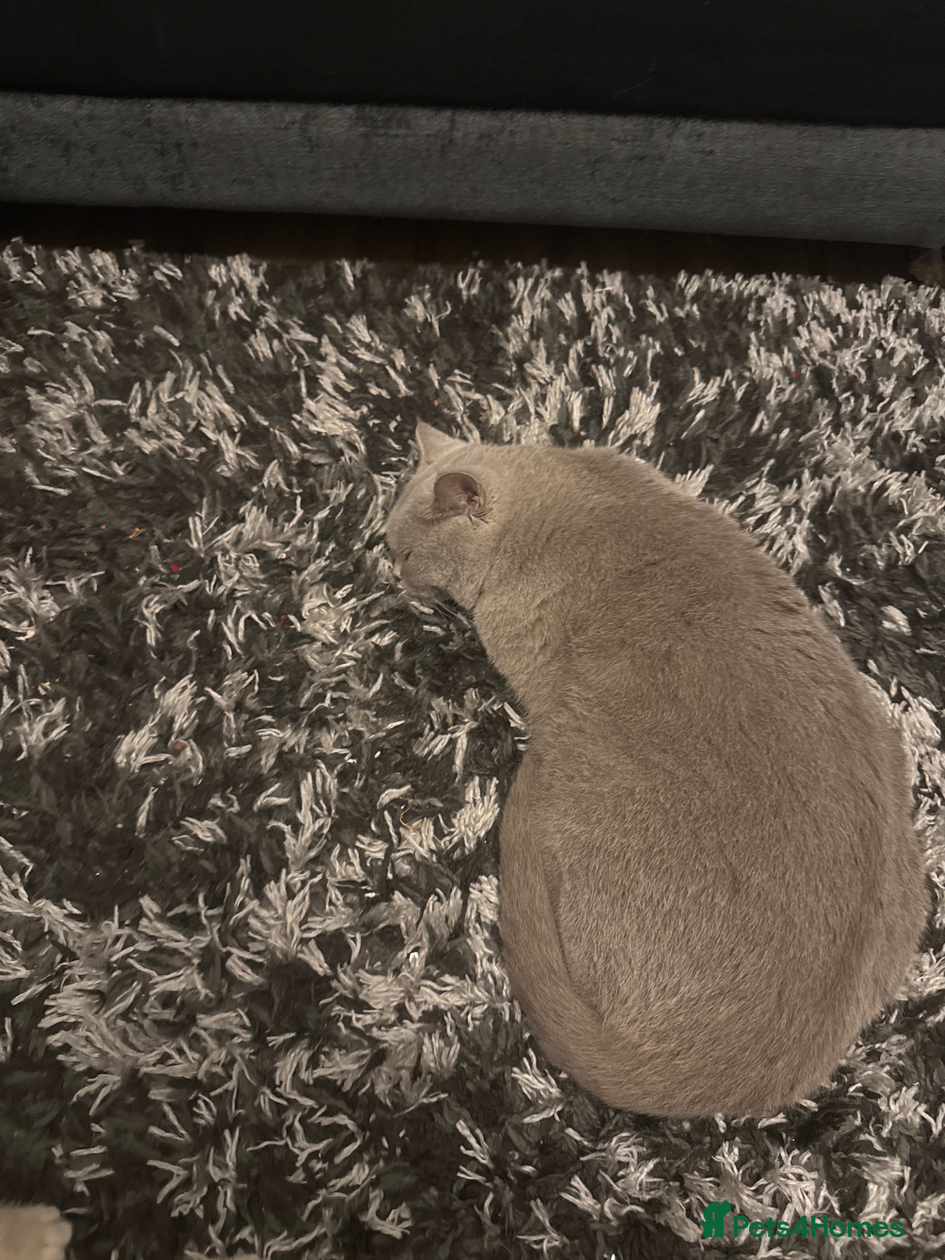 British Shorthair cats British shorthair kittens - Advert 4