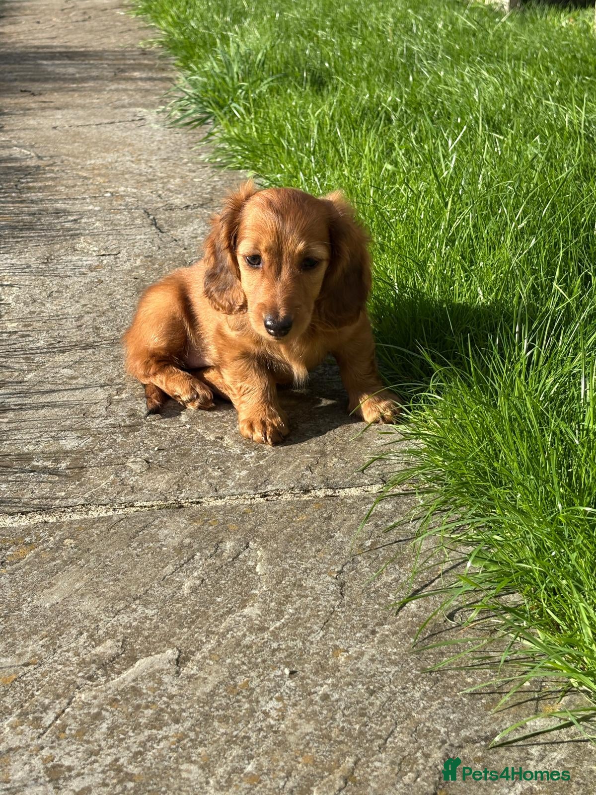 Dachshund dogs KC Reg, Champion Bloodline, Female Mini Dachshund - Advert 1