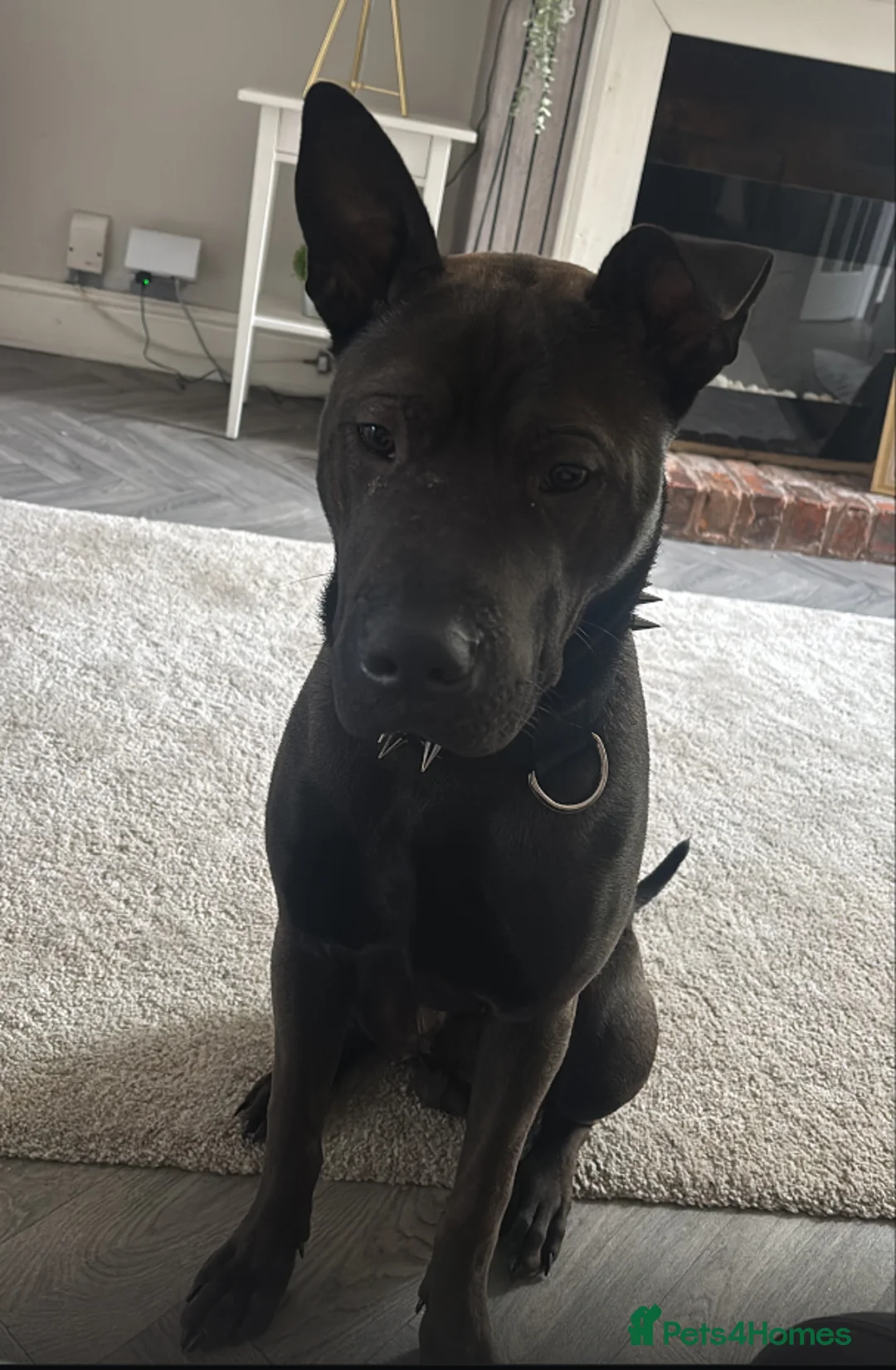 Mixed Breed dogs for sale: Bear - Belgian Shepherd/ Shar Pei/ Staffy mix - Advert 4