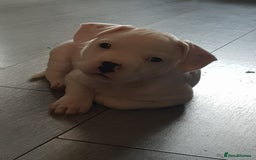 Mixed Breed dogs for sale: Male frenchie X staffy - Image 4