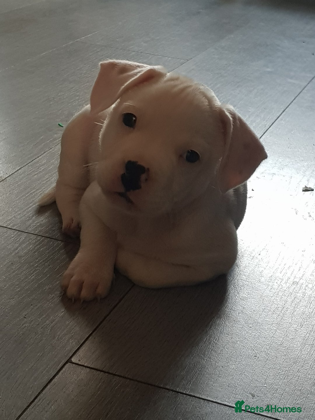 Mixed Breed dogs for sale: Male frenchie X staffy - Image 4