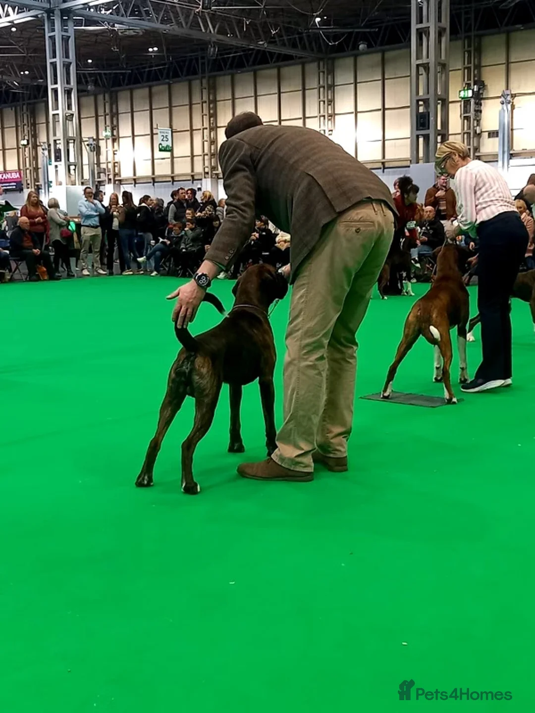 Boxer dogs for stud: Champion lined boxer for stud in Colwyn Bay - Advert 4