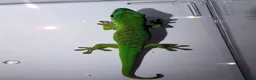 Gecko reptiles for sale: Giant day gecko Phelsuma Grandis - Advert 6