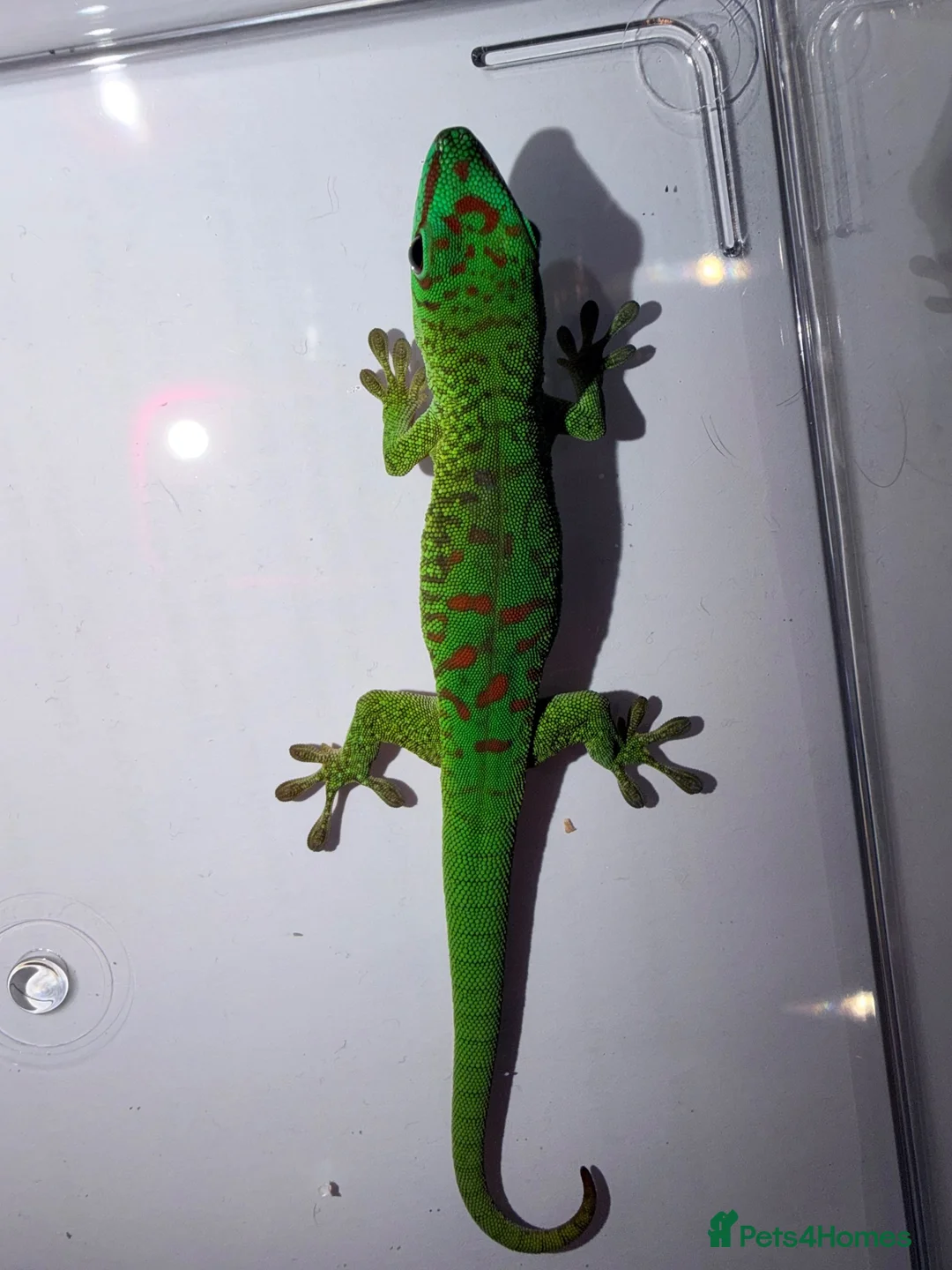 Gecko reptiles for sale: Giant day gecko Phelsuma Grandis - Advert 6